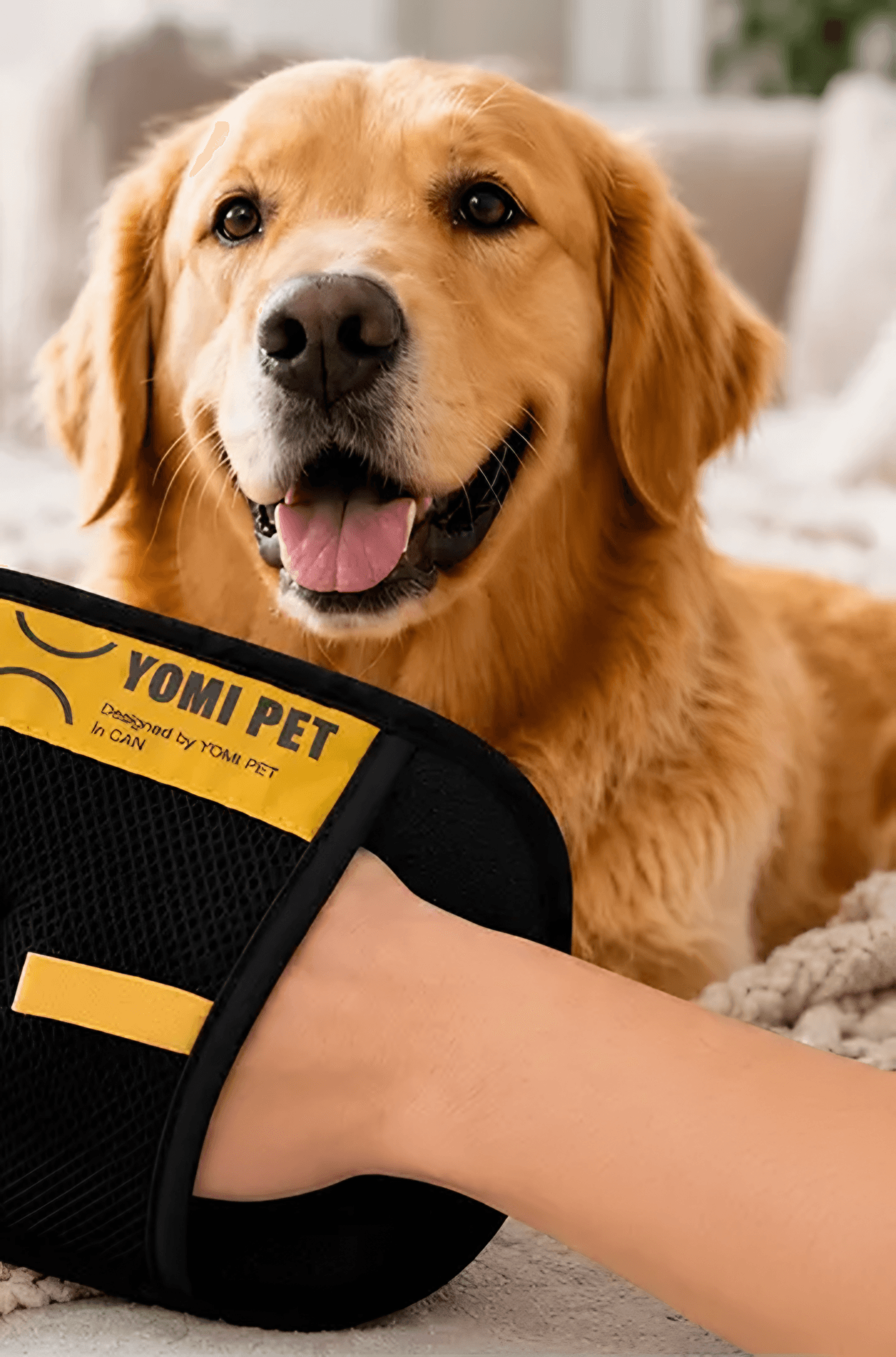 Golden retriever next to the glove